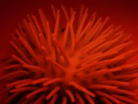 Анна Попова и Владимир Болибок рассказали о новом этапе COVID-19 в «Стратусе» anna popova i vladimir bolibok rasskazali o novom etape 19 v stratuse-lavi-su-0