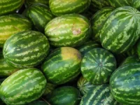 dmitrij morkovkin i nadezhda kapustina o sekretah vybora idealnogo arbuza-lavi-su-0