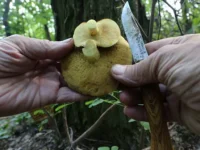 ilya rusyaev obyasnil kak lesnoj kodeks rf zashhishhaet redkie griby iz krasnoj knigi-lavi-su-0