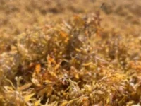 Инновация Sargassum от Жуана Россиньоло для строительства Университета Сан-Паулу innovacziya ot zhuana rossinolo dlya stroitelstva universiteta sanpaulu-lavi-su-0