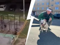 История треш-блогера глазами жителей Шатуры и прокуратуры Московской области istoriya treshblogera glazami zhitelej shatury i prokuratury moskovskoj oblasti-lavi-su-0