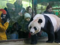 Катюша из Московского зоопарка ждет всех на грандиозный праздник! katyusha iz moskovskogo zooparka zhdet vseh na grandioznyj prazdnik-lavi-su-0