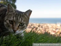 Михаил Шеляков объясняет, что нужно вашей кошке для счастья mihail shelyakov obyasnyaet chto nuzhno vashej koshke dlya schastya-lavi-su-0