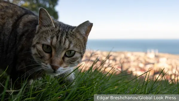 Ветеринар в Международный день кошек напомнил, как сделать питомца счастливым