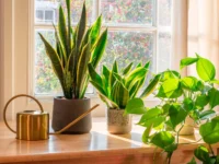 nikita kifel iz permskogo politeha predosteregaet ot diffenbahii i drugih rastenij-lavi-su-0