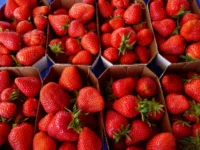 НовГУ представил лучшие сорта клубники для урожайных грядок в регионах novgu predstavil luchshie sorta klubniki dlya urozhajnyh gryadok v regionah-lavi-su-0