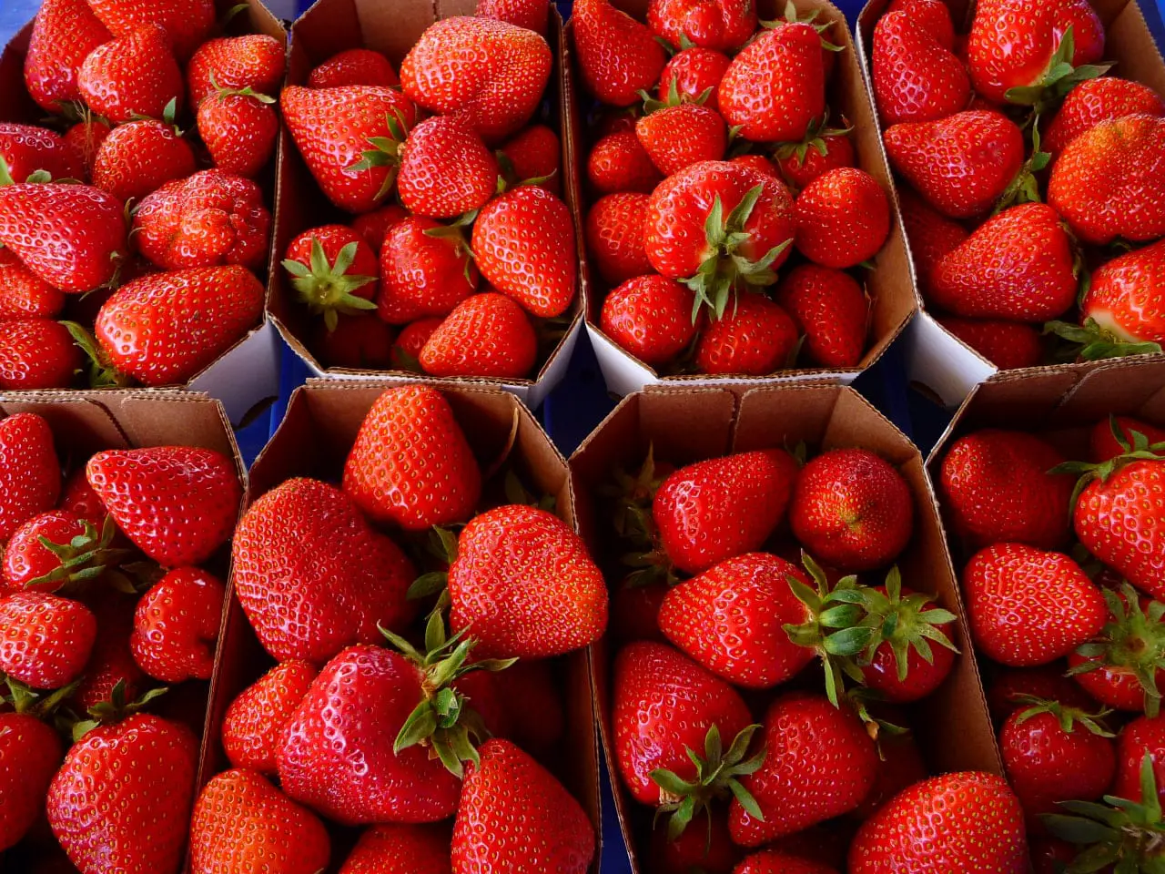 НовГУ представил лучшие сорта клубники для урожайных грядок в регионах-0