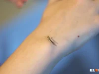 prognozy rospotrebnadzora o lihoradke chikungunya i mnenie sergeya netesova-lavi-su-0