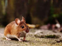 Роспотребнадзор предупреждает о защите от мышиной лихорадки в Нижегородской области rospotrebnadzor preduprezhdaet o zashhite ot myshinoj lihoradki v nizhegorodskoj oblasti-lavi-su-0