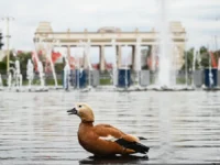 Сергей Собянин отметил успехи летнего культурного сезона в Москве sergej sobyanin otmetil uspehi letnego kulturnogo sezona v moskve-lavi-su-0