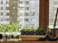 Советы Асият Абдуллаевой по балконному садоводству из Университета РОСБИОТЕХ sovety asiyat abdullaevoj po balkonnomu sadovodstvu iz universiteta rosbioteh-lavi-su-0