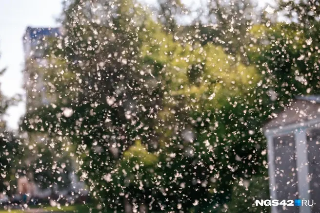 Тополиный пух исчез из Ярославля | Источник: Максим Серков / NGS42.RU