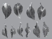 В Кузнецком бассейне у реки Яя обнаружен новый вид конодонтов v kuzneczkom bassejne u reki yaya obnaruzhen novyj vid konodontov-lavi-su-0