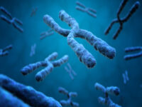 3D-иллюстрация Х-хромосом