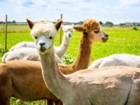 alpaka maks i issledovateli instituta virusologii lejbnicza boryutsya s gerpesom-lavi-su-0