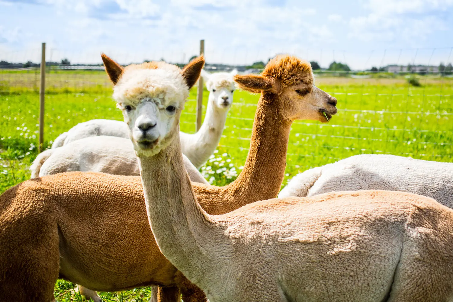 Альпака Макс и исследователи Института вирусологии Лейбница борются с герпесом-0