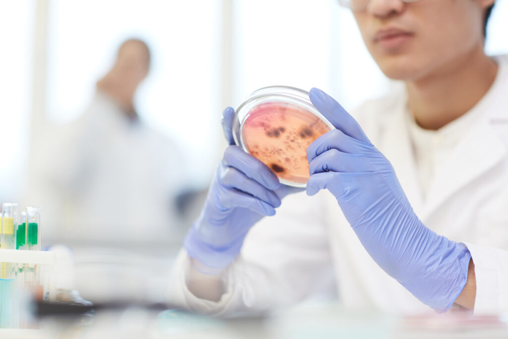 Анализ структуры бактерий в чашке Петри