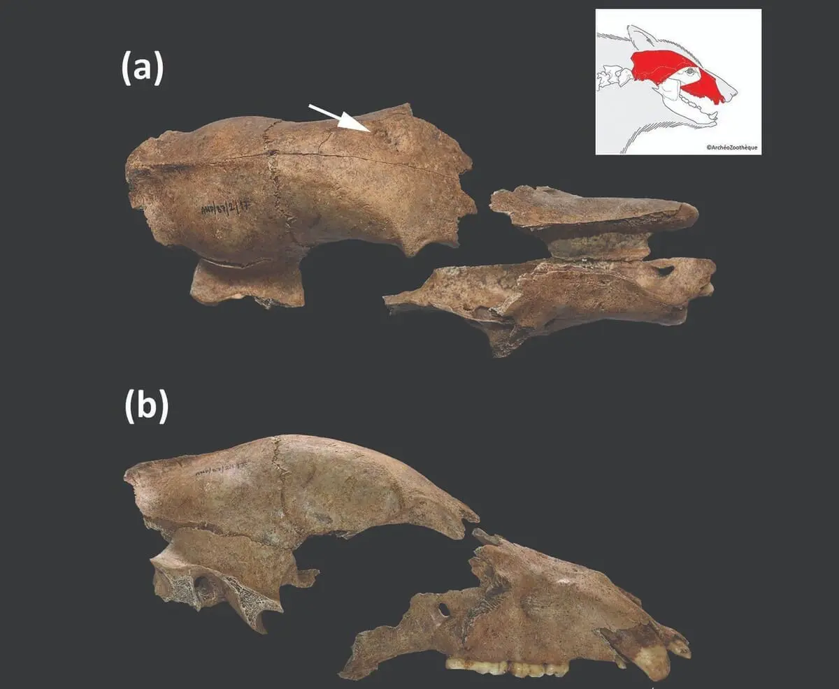 Череп Ursus arctos из Виминациума подтвердил бои медведей на арене-0