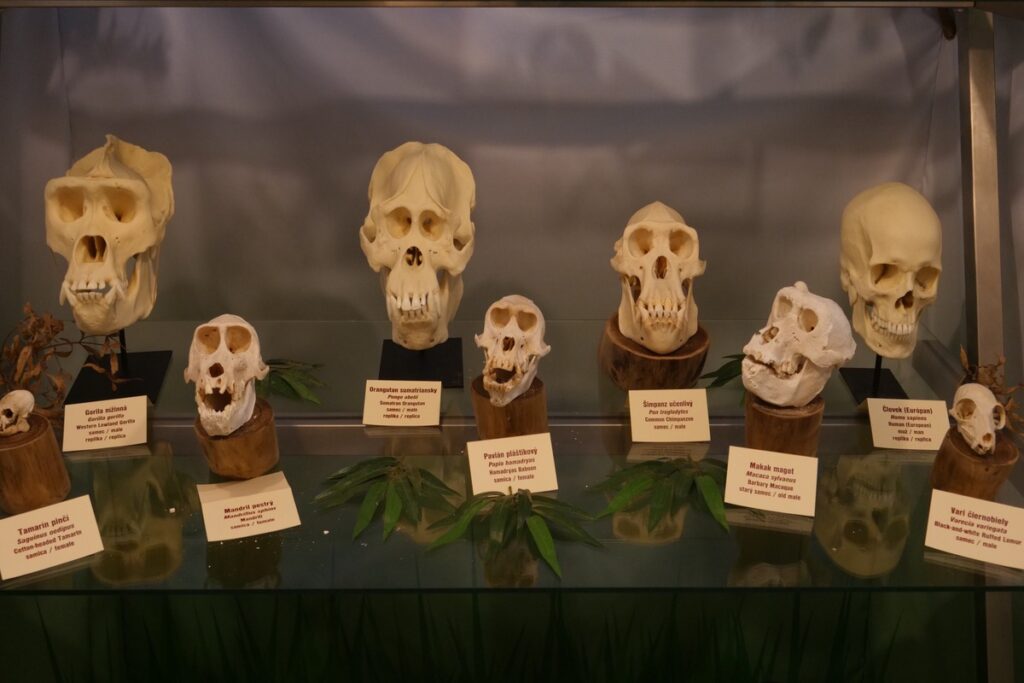 Черепа приматов
