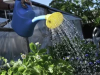 Игорь Поздняков из Роскачества объяснил правила продажи урожая с дачи igor pozdnyakov iz roskachestva obyasnil pravila prodazhi urozhaya s dachi-lavi-su-0