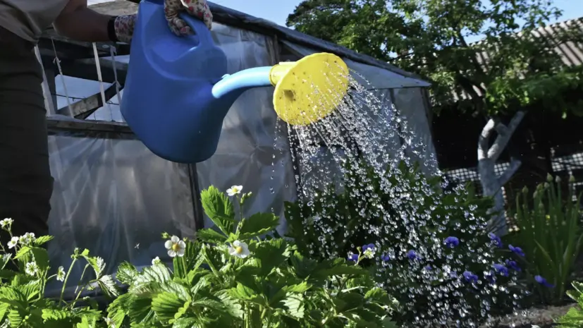 В Роскачестве назвали условия продажи выращенных на даче овощей и фруктов