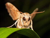 Коричневый мотылек