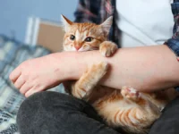 Мария Золотарева и Владимир Неронов объясняют, как избежать риска от Bartonella henselae mariya zolotareva i vladimir neronov obyasnyayut kak izbezhat riska ot -lavi-su-0