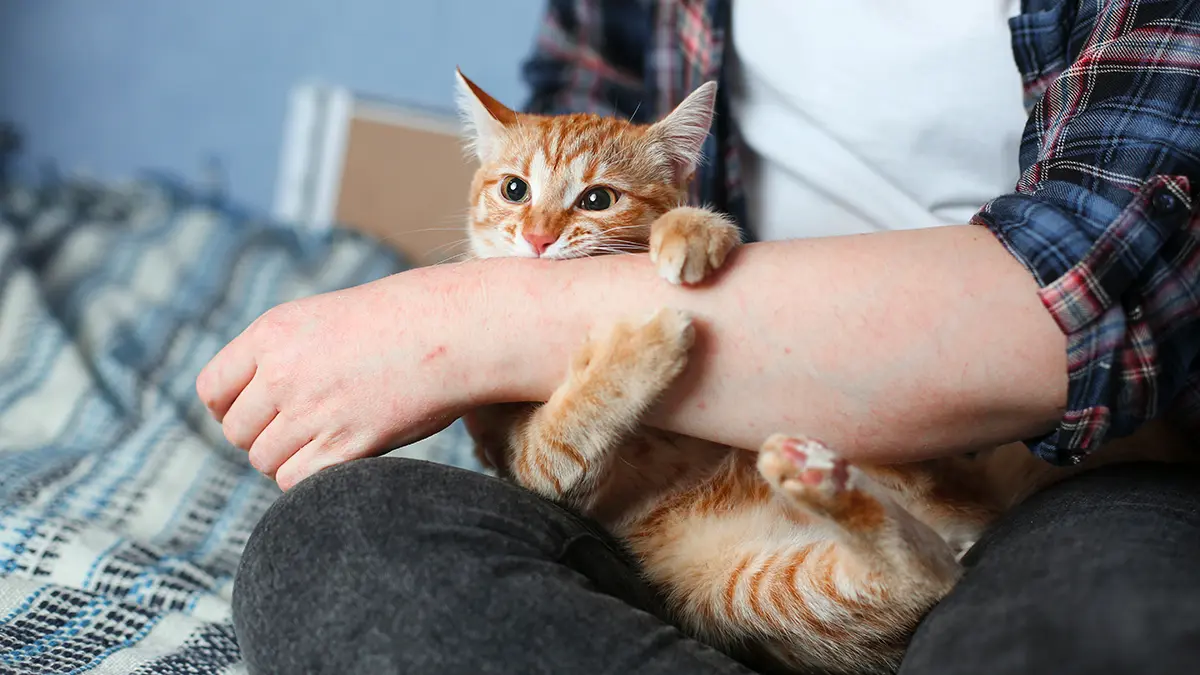 Чем опасны царапины от домашних животных