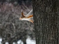 Оптимистичный прогноз «Метео» и «Фобос» о первом снегопаде в Москве optimistichnyj prognoz meteo i fobos o pervom snegopade v moskve-lavi-su-0