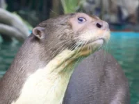 Посетителей Московского зоопарка радуют гигантские выдры и их лучшие моменты posetitelej moskovskogo zooparka raduyut gigantskie vydry i ih luchshie momenty-lavi-su-0