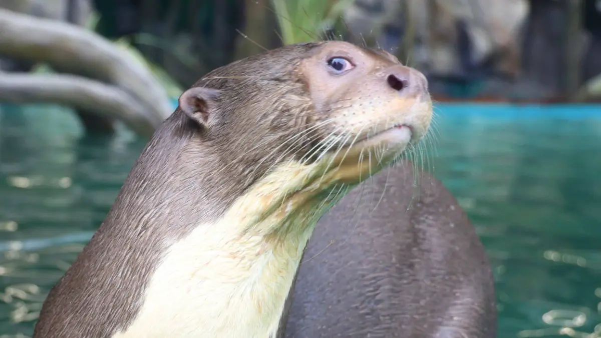 «Отдых и веселье»: Московский зоопарк показал кадры с гигантскими выдрами