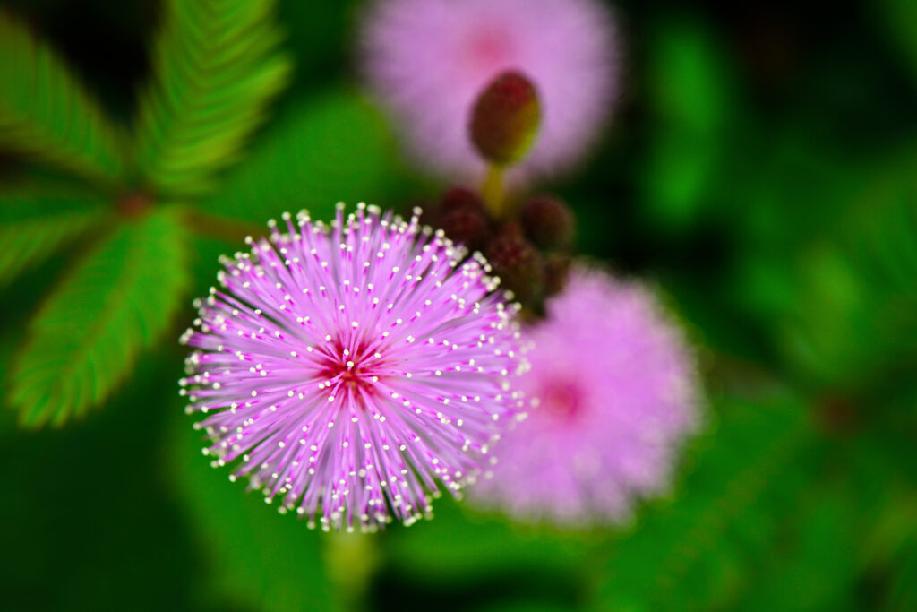 Цветок растения Mimosa pudica