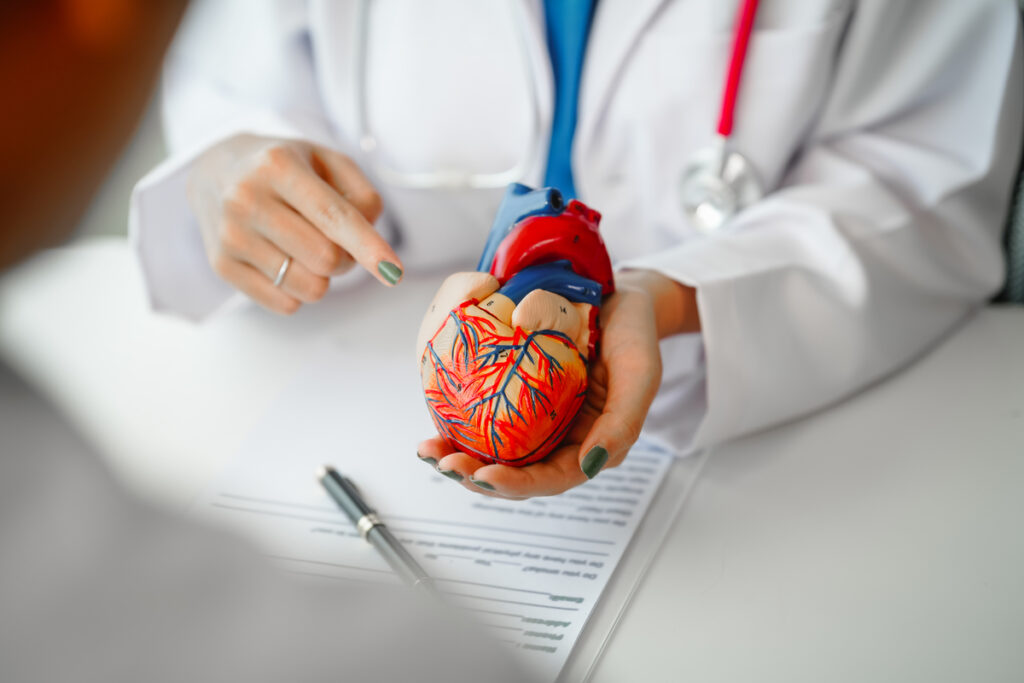 Врач держит в руках модель человеческого сердца