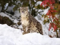 23 oktyabrya otmechayut den yuvelirnoj promyshlennosti yakutii i mezhdunarodnyj den snezhnogo barsa-lavi-su-0