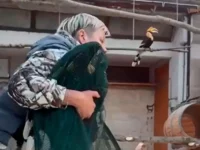 Большой индийский калао Шанти вернулась домой в Ленинградский зоопарк bolshoj indijskij kalao shanti vernulas domoj v leningradskij zoopark-lavi-su-0