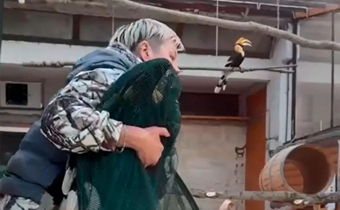 Большого индийского калао по имени Шанти, улетевшего из Ленинградского зоопарка 30 сентября, возвращают в вольер, 3 октября 2025 года (Ленинградский зоопарк / Telegram)