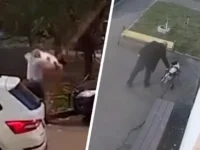 Екатерина Кандидатова о судьбе Офелии и правах животных в УК РФ ekaterina kandidatova o sudbe ofelii i pravah zhivotnyh v uk rf-lavi-su-0