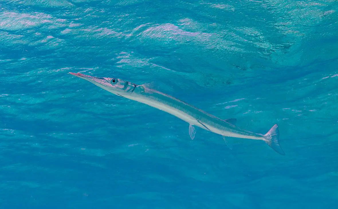 Tylosorus crocodilus (Jesus Cobaleda / Shutterstock)