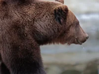 Кэнта Судзуки сообщает о помощи сил самообороны Аките в борьбе с медведями kenta sudzuki soobshhaet o pomoshhi sil samooborony akite v borbe s medvedyami-lavi-su-0