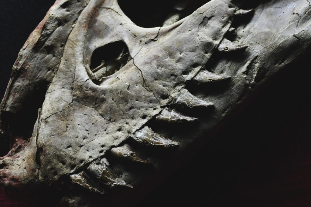 Кости головы динозавра