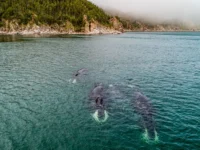 Любопытный кит подарил морякам незабываемую встречу в бухте Золотой Рог Владивостока lyubopytnyj kit podaril moryakam nezabyvaemuyu vstrechu v buhte zolotoj rog vladivostoka-lavi-su-0