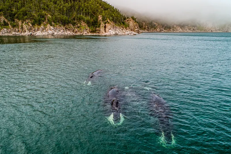 Киты Мария Смитюк, ИА PrimaMedia