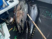 na kurilskih ostrovah pojmali ogromnyj tunecz stavshij sensacziej goda-lavi-su-0