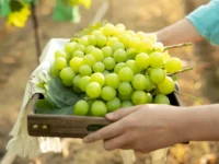 Никита Фаустов раскрывает секрет гигантских ягод Шайн Муската из Пермского Политеха nikita faustov raskryvaet sekret gigantskih yagod shajn muskata iz permskogo politeha-lavi-su-0