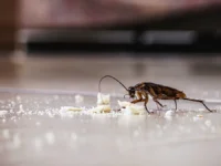 Новости Осан и Подмосковья напоминают о важности безопасности novosti osan i podmoskovya napominayut o vazhnosti bezopasnosti-lavi-su-0