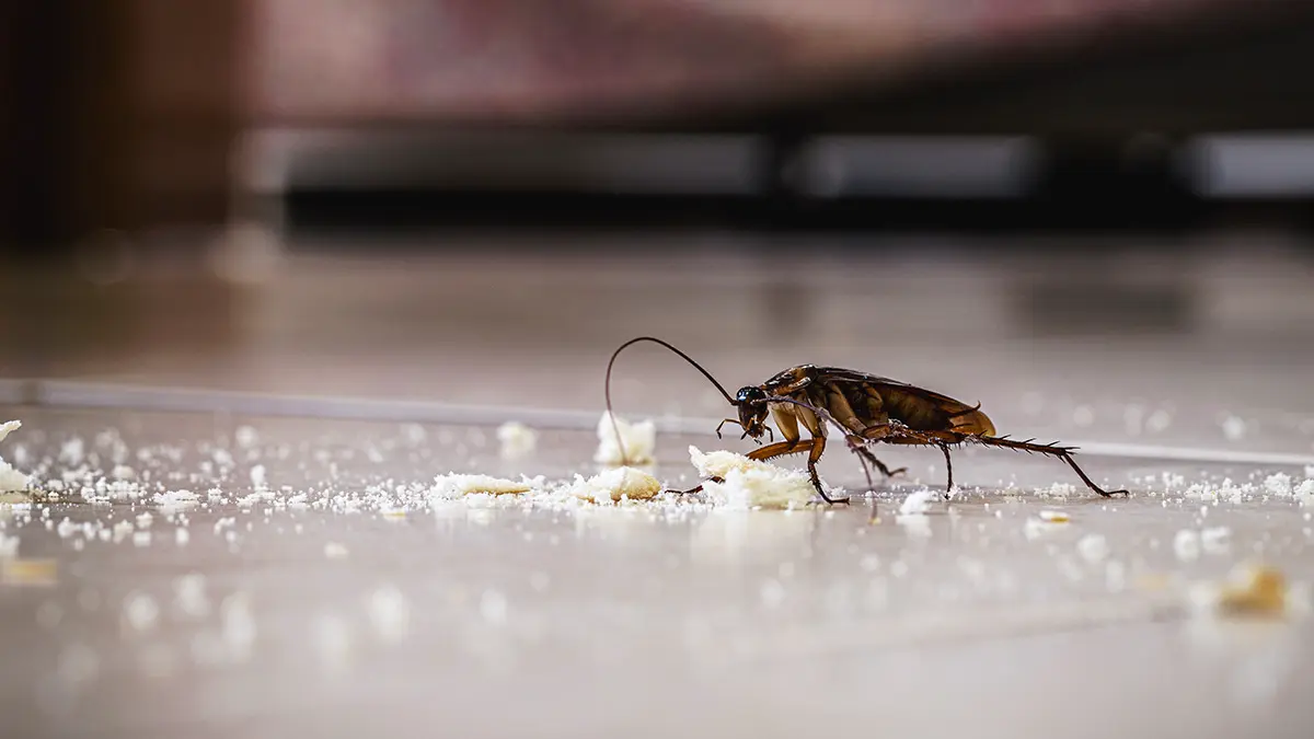 Подожгла квартиру и случайно убила соседку: в Южной Корее попытка избавиться от таракана привела к трагедии