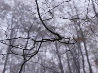 Поиски Усольцевых в Красноярском крае вызывают надежду на их живое возвращение poiski usolczevyh v krasnoyarskom krae vyzyvayut nadezhdu na ih zhivoe vozvrashhenie-lavi-su-0