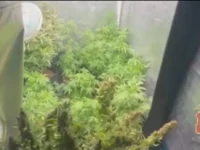 Полиция Московской области раскрыла наркоплантацию каннабиса жителя Краснодарского края policziya moskovskoj oblasti raskryla narkoplantacziyu kannabisa zhitelya krasnodarskogo kraya-lavi-su-0