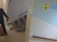 Прокуратура Подольска контролирует расследование инцидентов с собаками prokuratura podolska kontroliruet rassledovanie inczidentov s sobakami-lavi-su-0