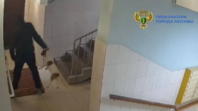 Женщина избила собаку ногами в парадной дома на юго-западе Москвы